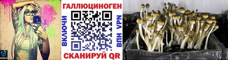 Псилоцибиновые грибы Psilocybine cubensis  Купить закладки  Мензелинск 